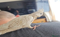 Cockatiels birds for sale: Handreared cockatiels  - Image 2