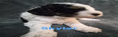 Cockapoo 2- Skyler