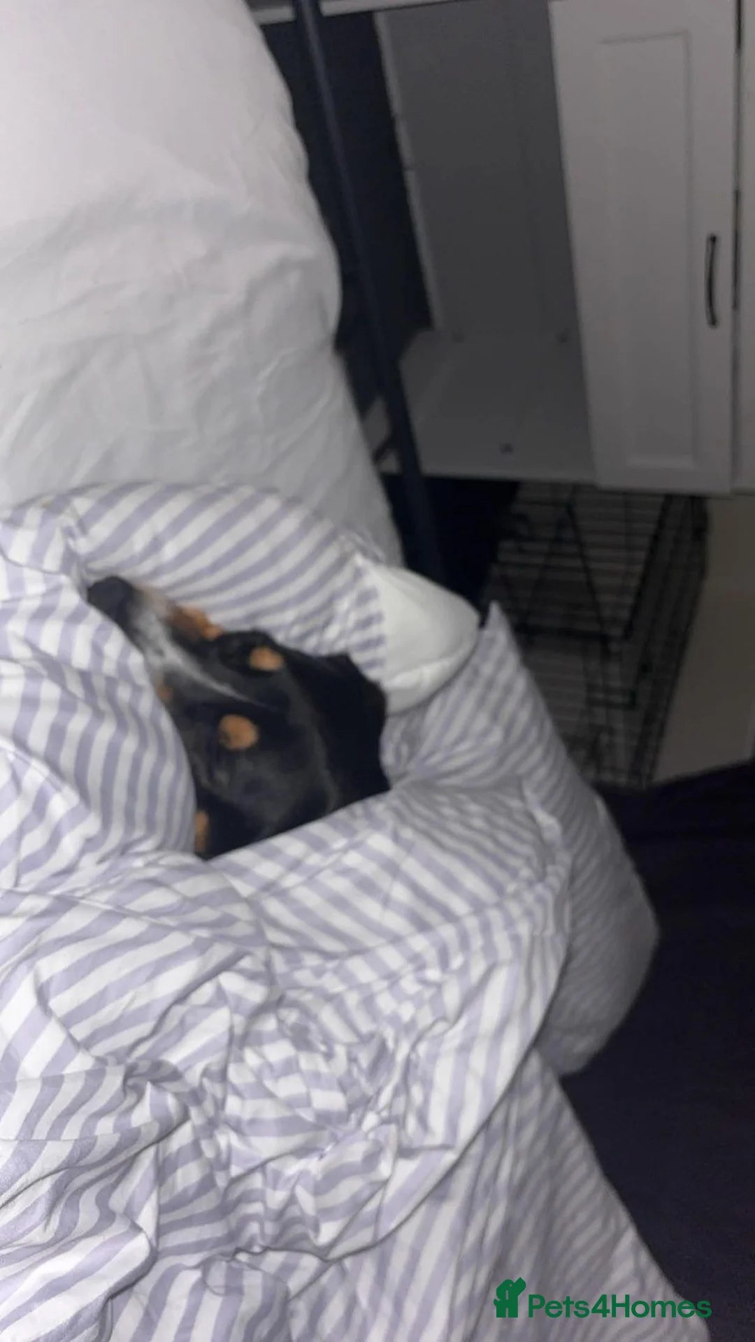 Mixed Breed dogs for sale: Buddy in Milton Keynes - Advert 2