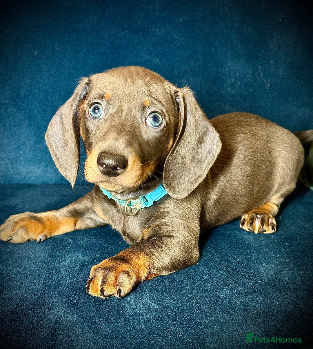 Miniature Dachshund dogs for sale: KC registered miniature Dachshund puppies  - Advert 20