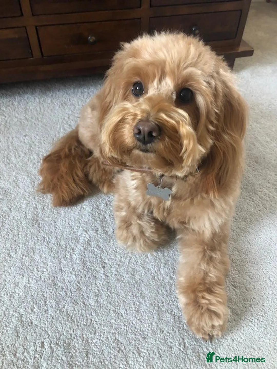 Labradoodle dogs for sale: Miniature Labradoodle puppies for sale - Advert 10