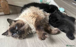 Ragdoll cats for sale: “Adorable Black Ragdoll Kittens – Don’t Miss Out!” - Image 1