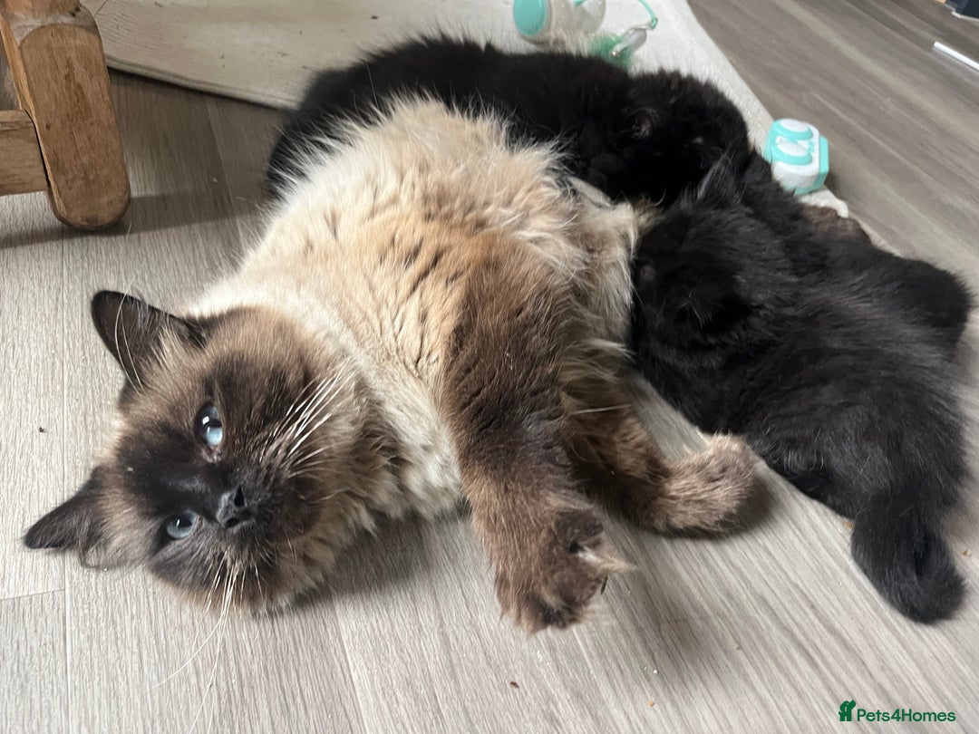 Ragdoll cats for sale: “Adorable Black Ragdoll Kittens – Don’t Miss Out!” - Image 1