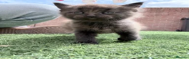 British Longhair Kitten 1