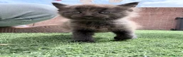 British Longhair cats for sale: 3 x female British longhair kittens - Advert 3