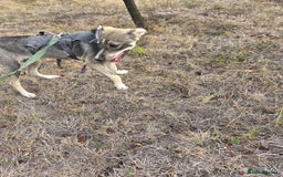 Mixed Breed dogs for adoption: Sweet, Friendly Young RUBY - for a Loving Family - Advert 11
