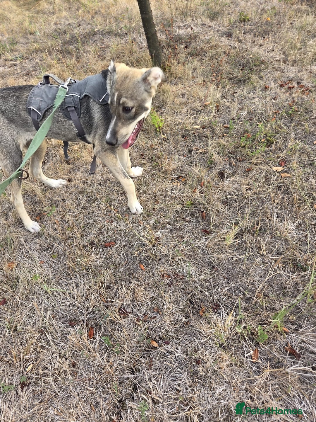 Mixed Breed dogs for adoption: Sweet, Friendly Young RUBY - for a Loving Family - Advert 11