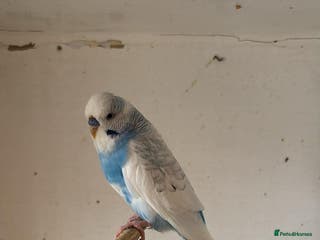 Budgerigars birds 6 boys 1 girl - Advert 23