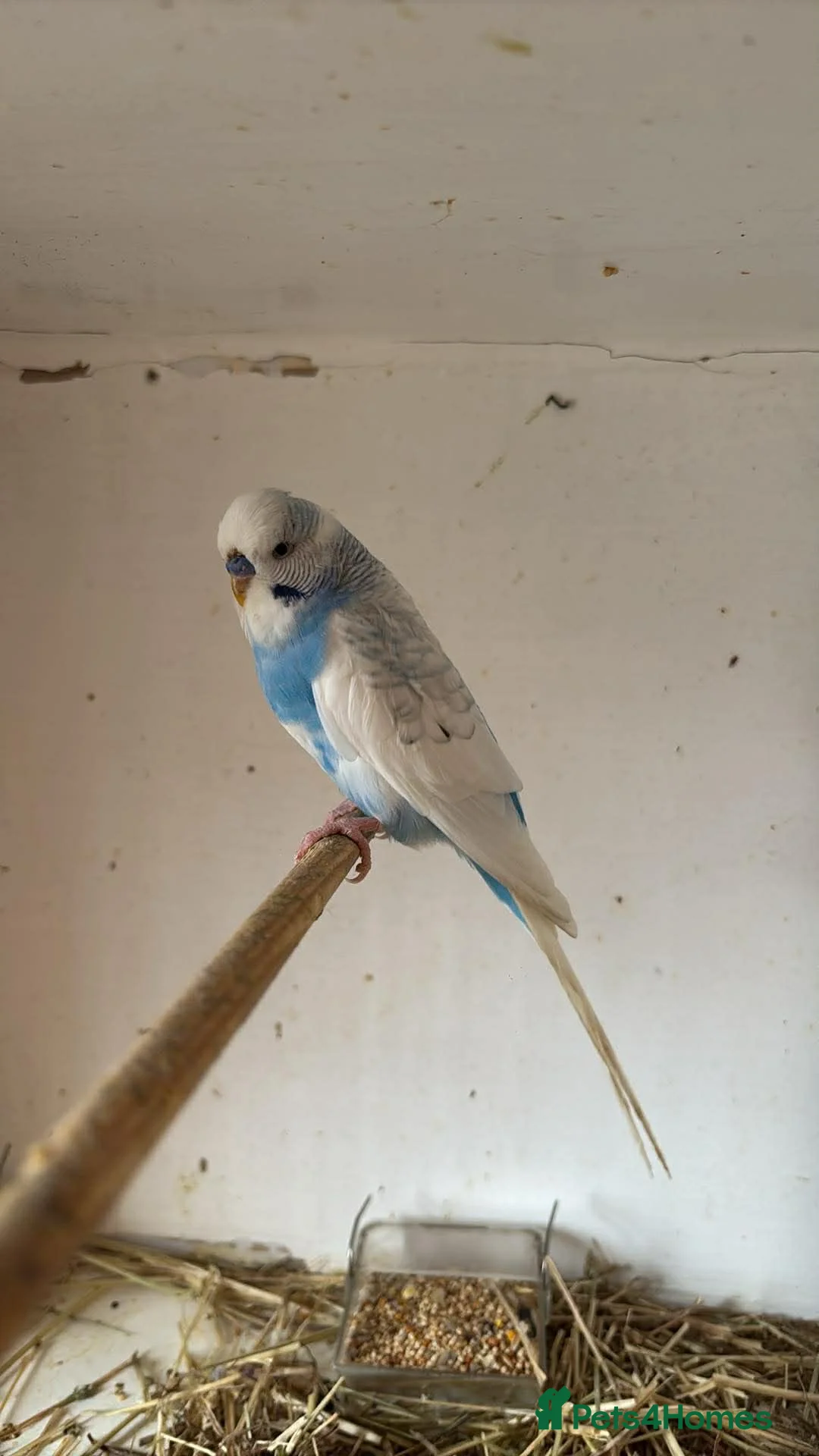 Budgerigars birds for sale: 6 boys 1 girl  - Advert 1
