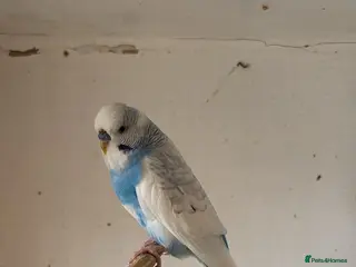 Budgerigars birds 6 boys 1 girl - Advert 20