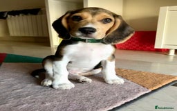 Beagle dogs for sale: Beagle re-homed - Image 2