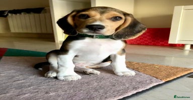 Beagle dogs - Advert 3