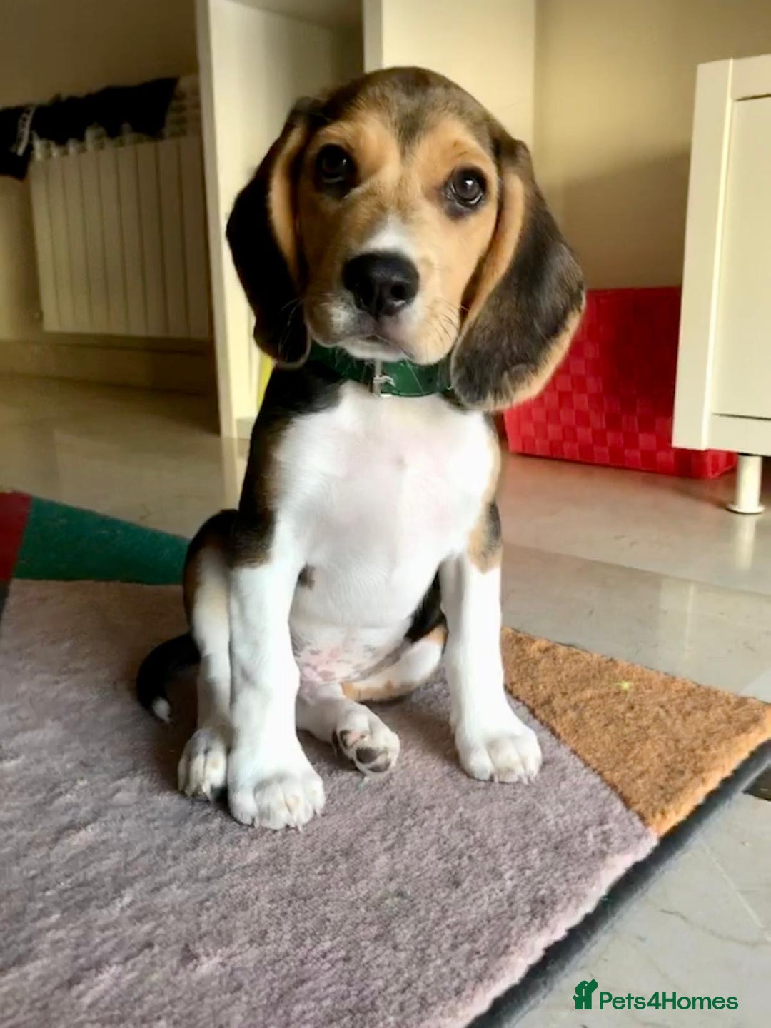 Beagle dogs for sale: Beagle re-homed - Image 2