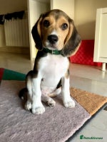Beagle dogs - Advert 4