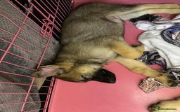 German Shepherd dogs for sale: German Shepherd puppies  - Image 8