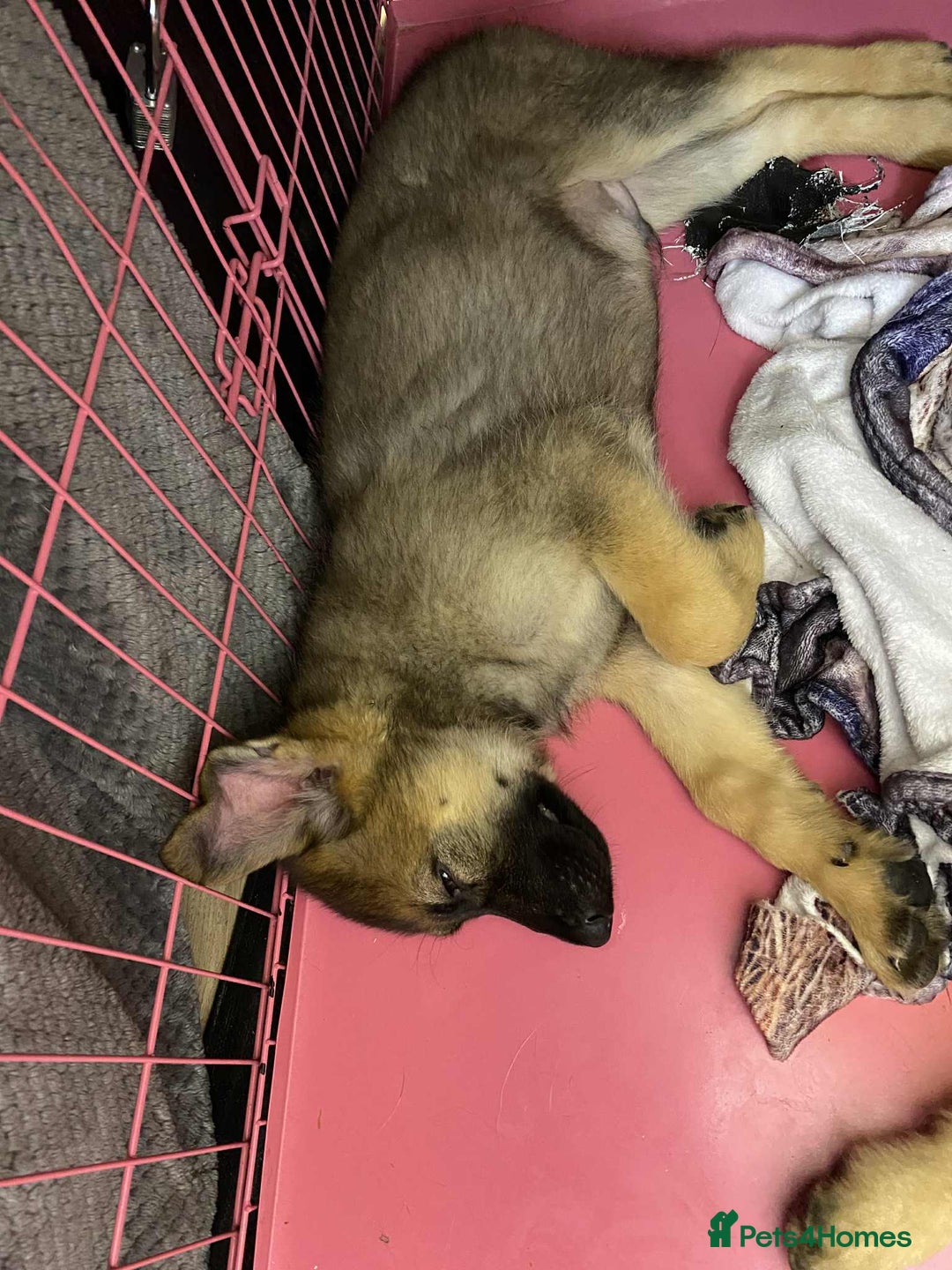 German Shepherd dogs for sale: German Shepherd puppies  - Image 8
