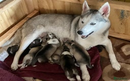 Utonagan dogs for sale: Husky x malamute  - Image 36