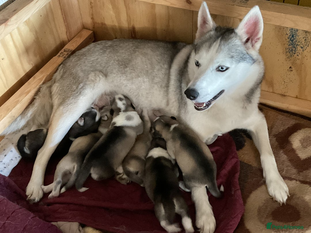 Utonagan dogs for sale: Husky x malamute  - Image 36