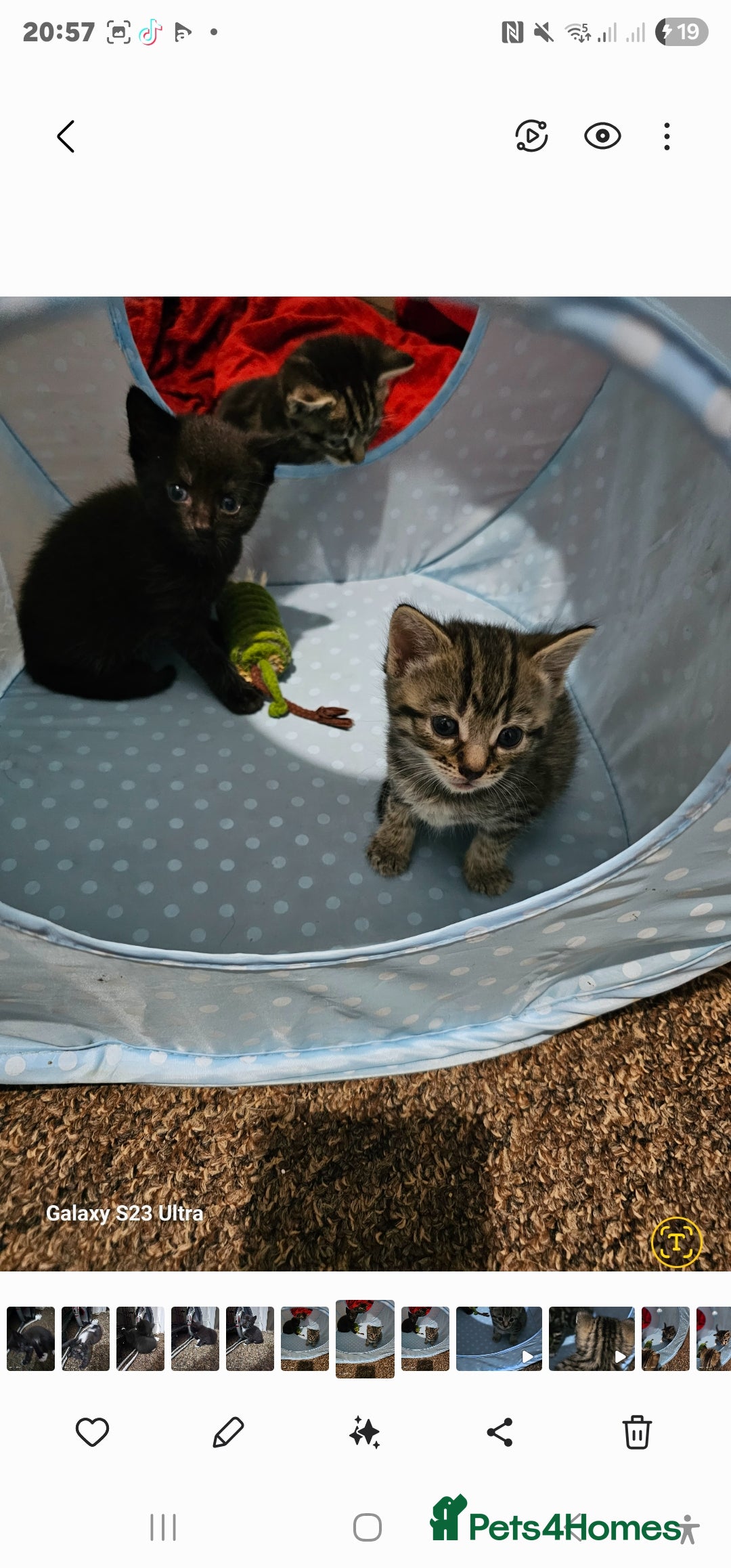 Bengal cats for sale: Bengala - Image 5