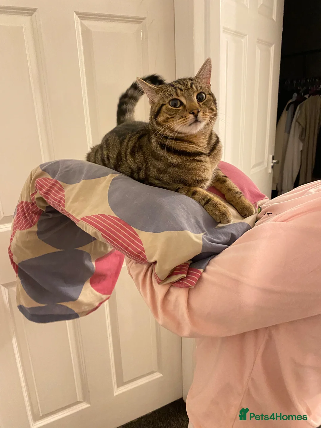 British Shorthair cats for sale: Cat needing a good home  in Halesowen - Advert 2