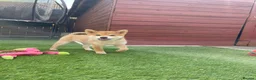 Japanese Shiba Inu dogs for sale: KC registered Japanese Shiba Inu puppies - Advert 2