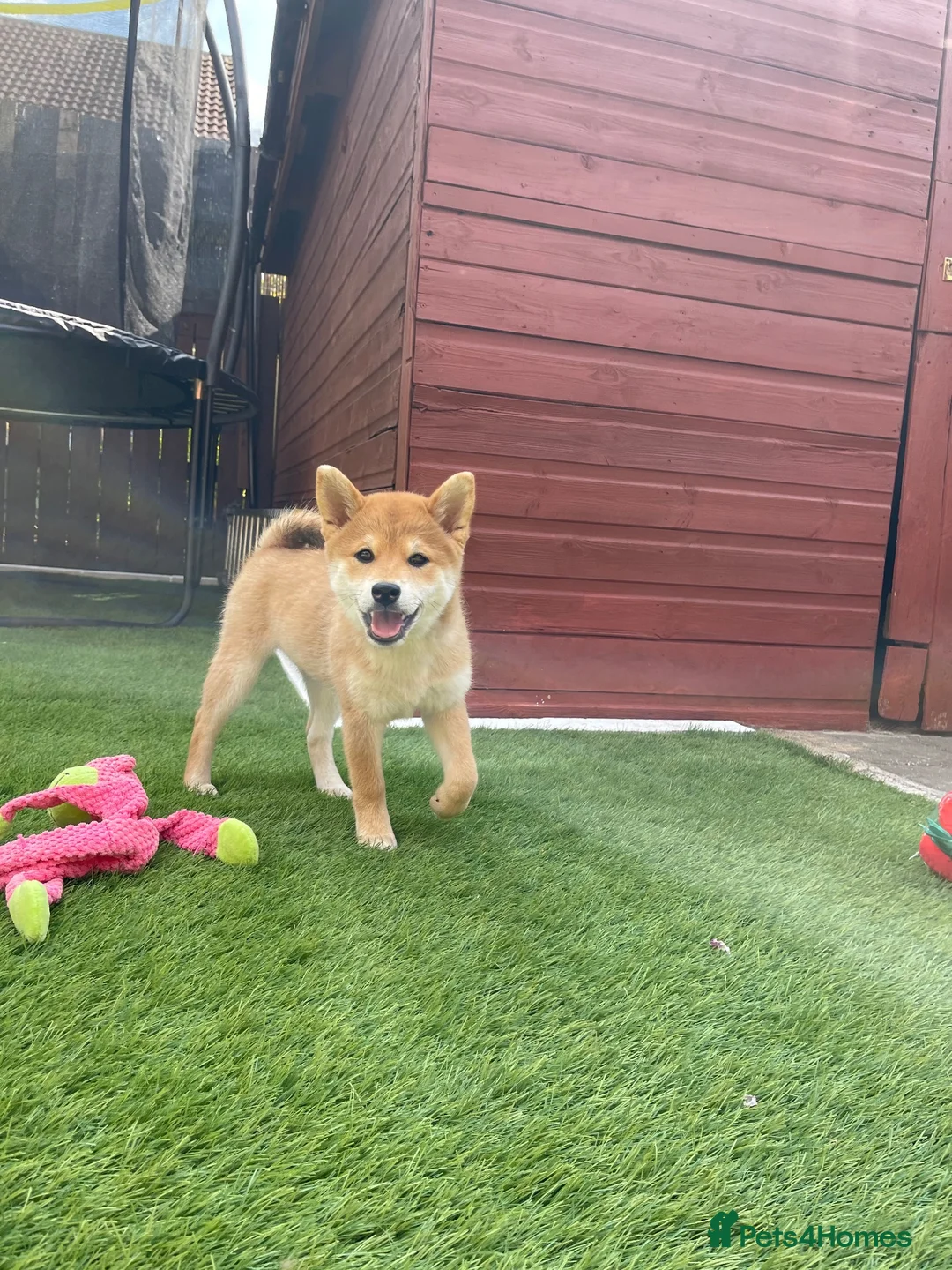 Japanese Shiba Inu dogs for sale: KC registered Japanese Shiba Inu puppies - Advert 2