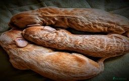 Goldendoodle dogs for sale: F1b Miniature Goldendoodles - Image 4