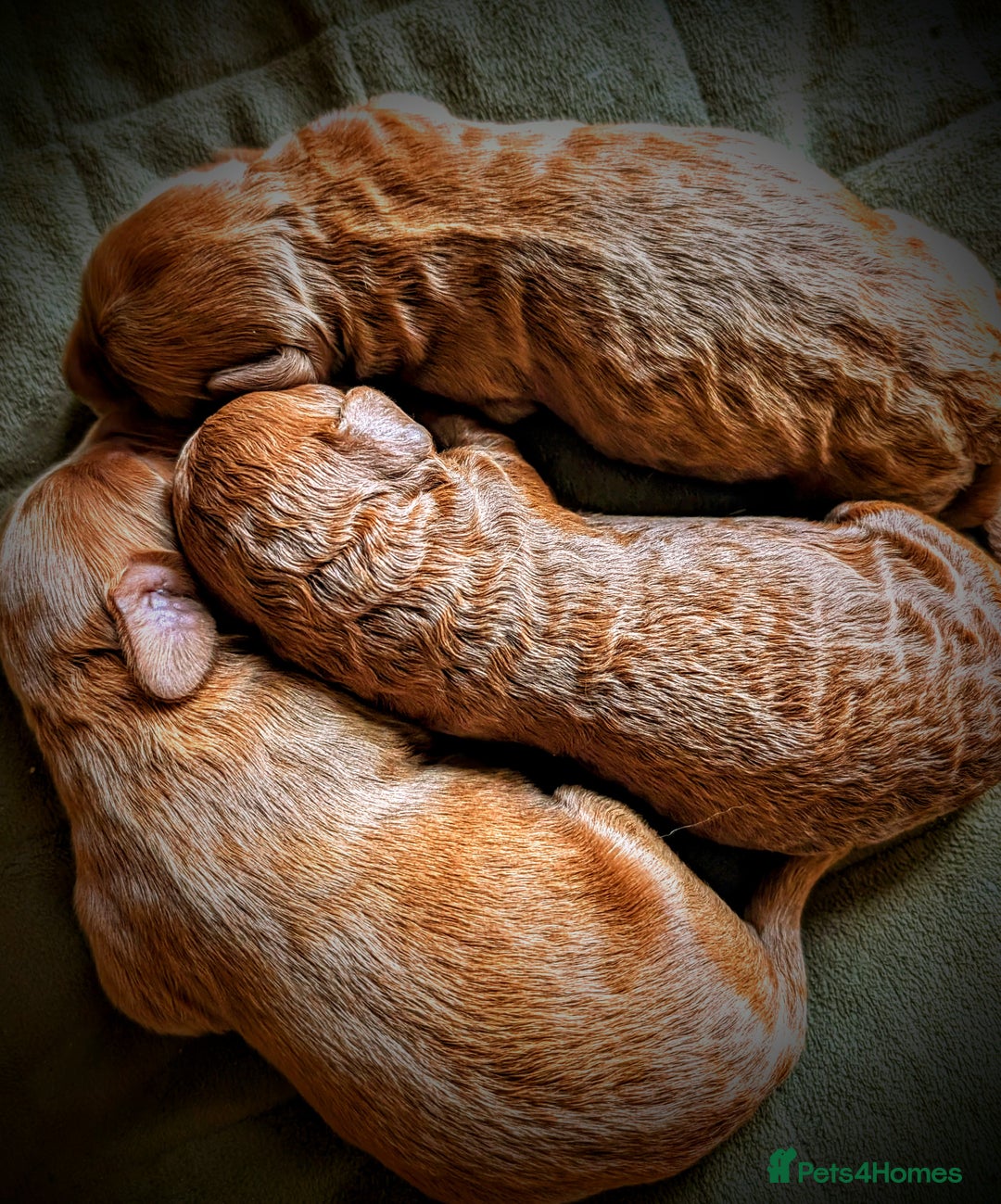 Goldendoodle dogs for sale: F1b Miniature Goldendoodles - Image 4