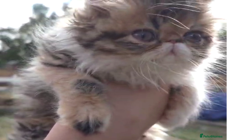 Persian cats - Advert 2