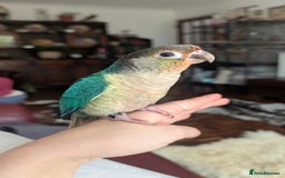 Conures birds for sale: Silly tame Handreared Turquoise Green Cheek Conure - Image 3