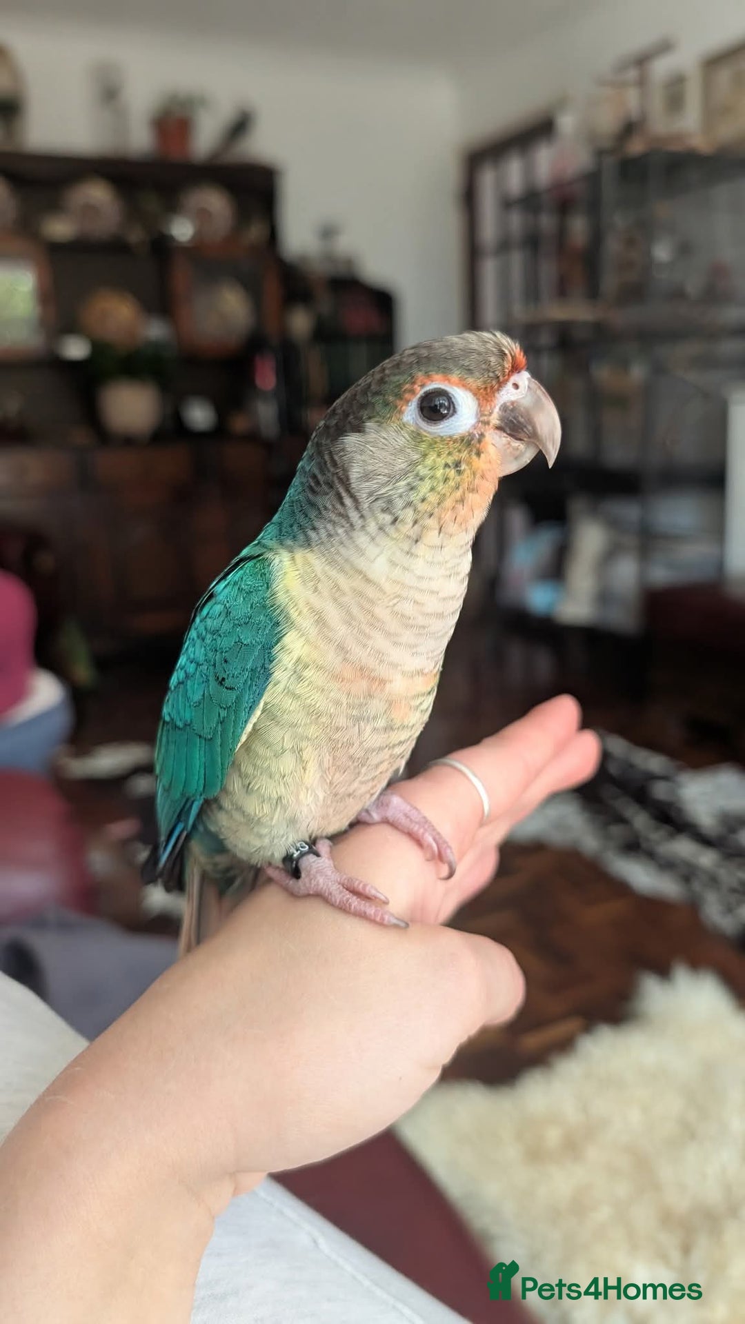 Conures birds for sale: Silly tame Handreared Turquoise Green Cheek Conure - Image 3