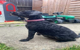 Mixed Breed dogs for sale: Waffle & pippa - Image 2