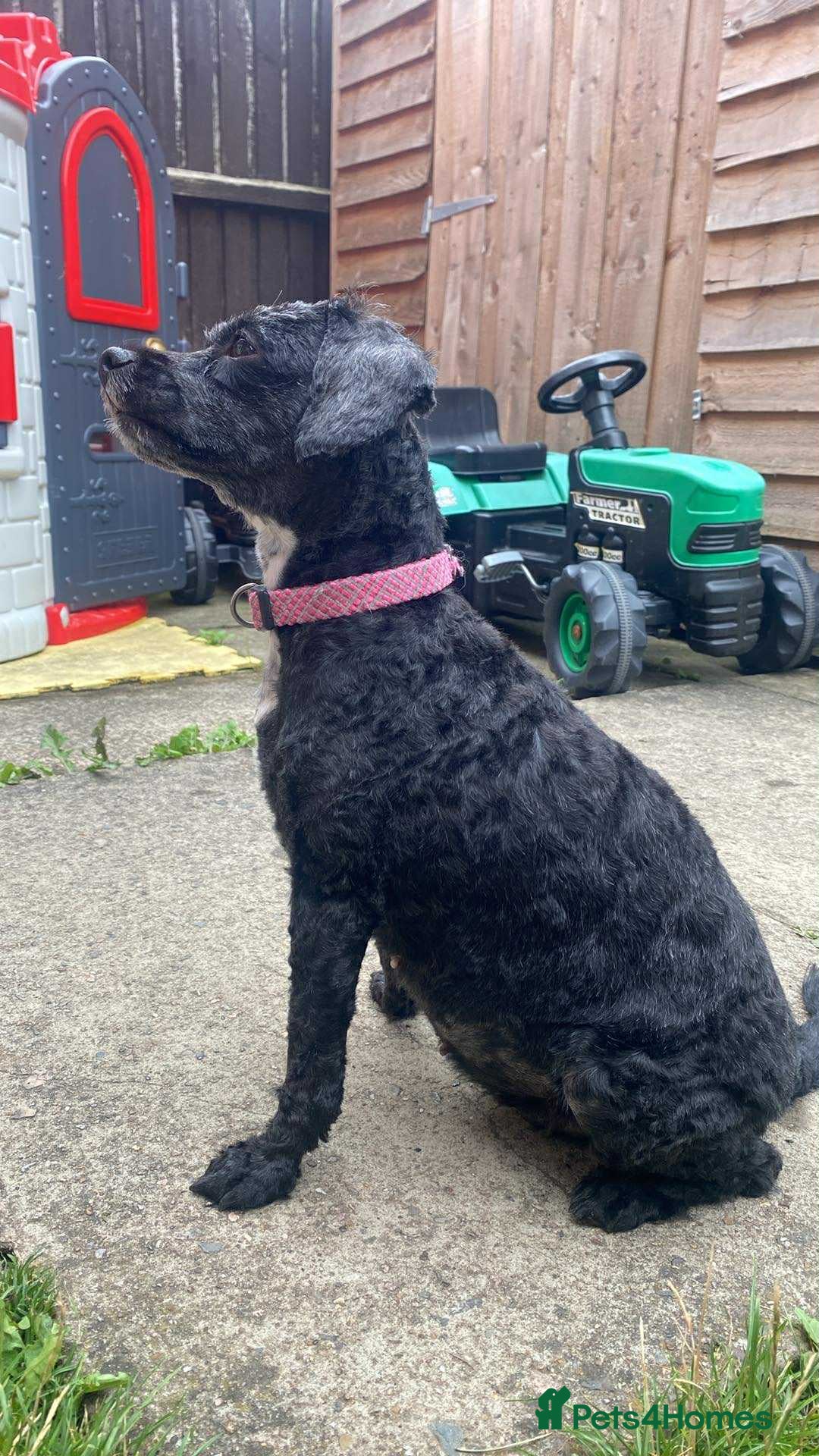 Mixed Breed dogs for sale: Waffle & pippa - Image 2