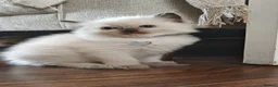 Ragdoll cats for sale: Ragdoll kittens  - Advert 7