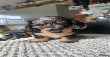 Dachshund dogs - Advert 8