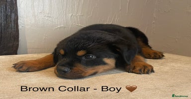 Rottweiler dogs - Advert 11
