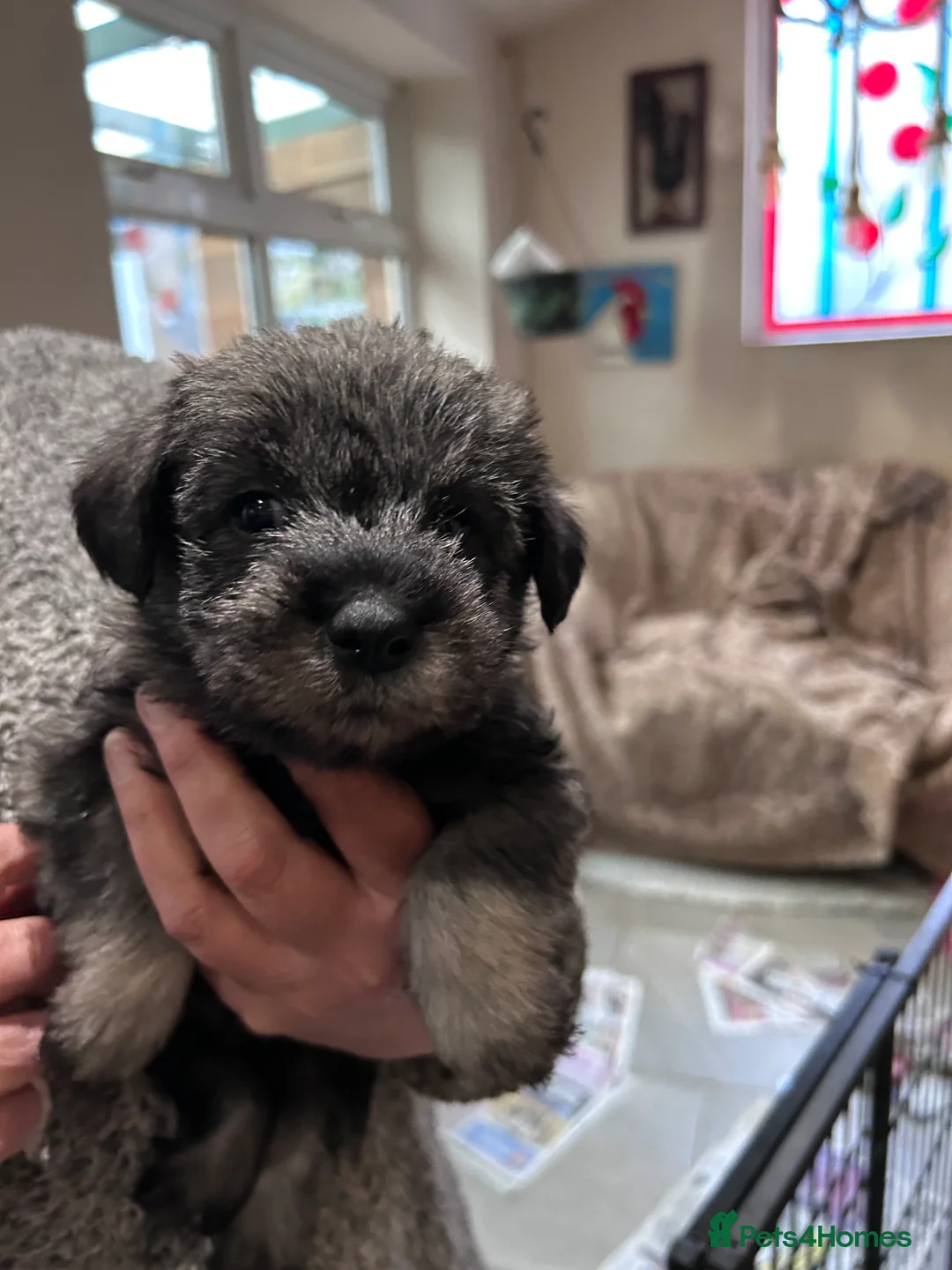 Schnauzer dogs for sale: KC reg Standard Schnauzers pepper & Salt - Advert 6