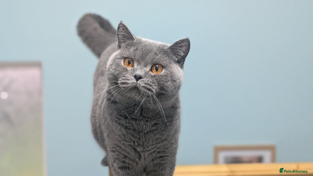 British Shorthair cats for sale: Active Gccf Female  - Image 7
