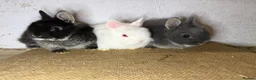 Netherland Dwarf rabbits for sale: Gorgeous Netherland dwarfs  - Advert 4