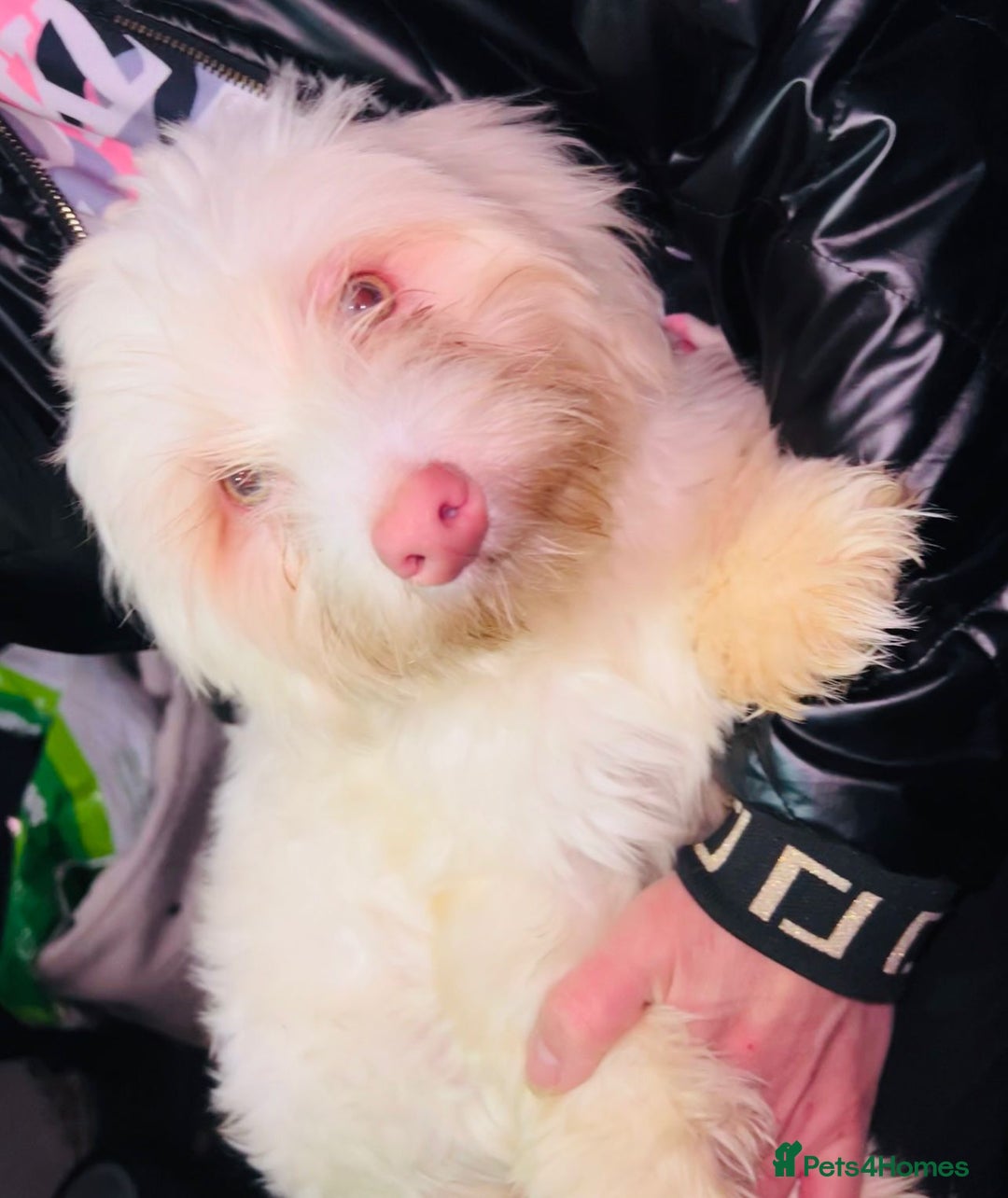 Maltese dogs for sale: Maltese male 🦋 - Image 2