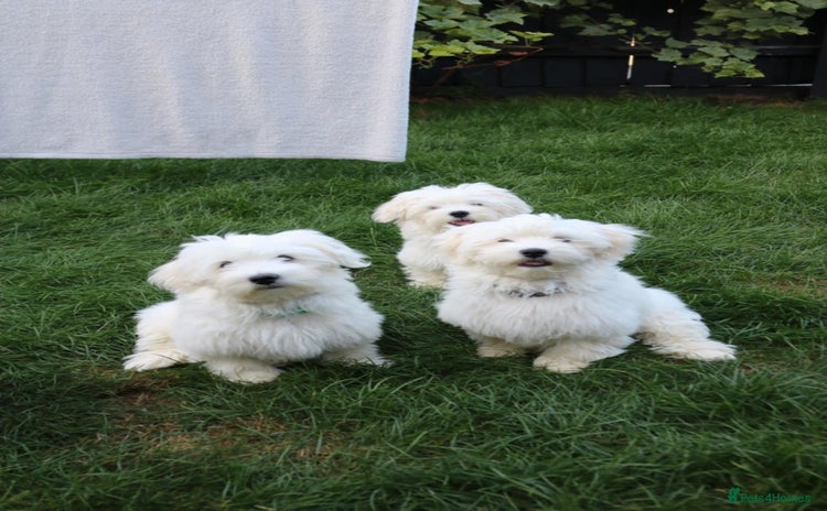 Maltese dogs - Advert 1