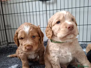 Cocker Spaniel dogs 2 Working Cocker Spaniel, health tested parents - Advert 18