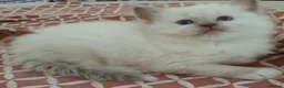 Ragdoll cats for sale: Ragdoll boy (lilac mitted) and girl ready - Advert 14