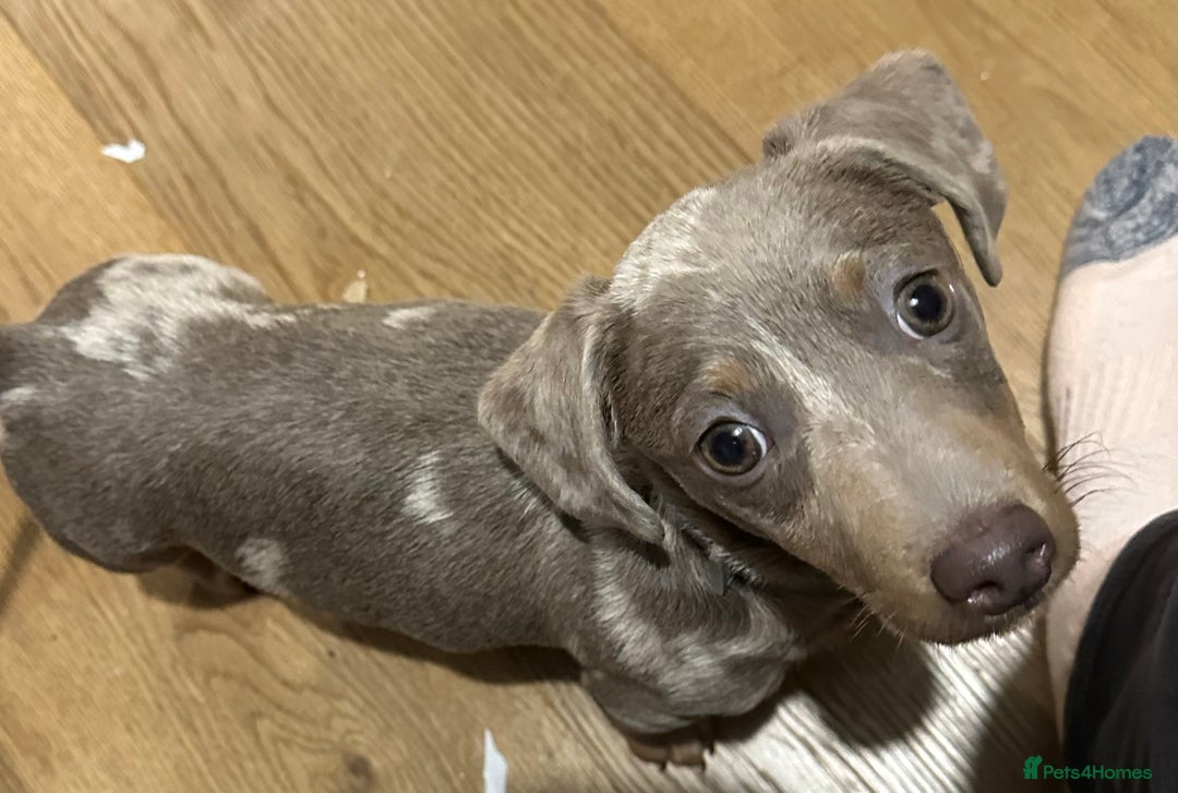 Miniature Dachshund dogs for sale: Dapple Mini Dachshund pup - Advert 11