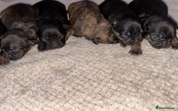 Mixed Breed dogs for sale: 7 Beautiful French Bulldog/cocker spaniel puppies. - Image 12