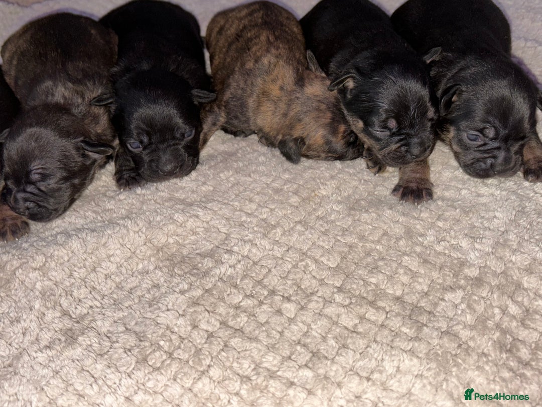 Mixed Breed dogs for sale: 7 Beautiful French Bulldog/cocker spaniel puppies. - Image 12