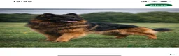 German Shepherd dogs for sale: LARGE KC BIG BONE PUPPIES  in Cheadle - Advert 8