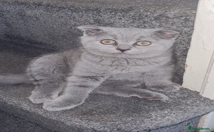 Scottish Fold cats - Advert 2