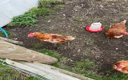 Chickens poultry for sale: 7 Laying Chickens For Sale - Image 4