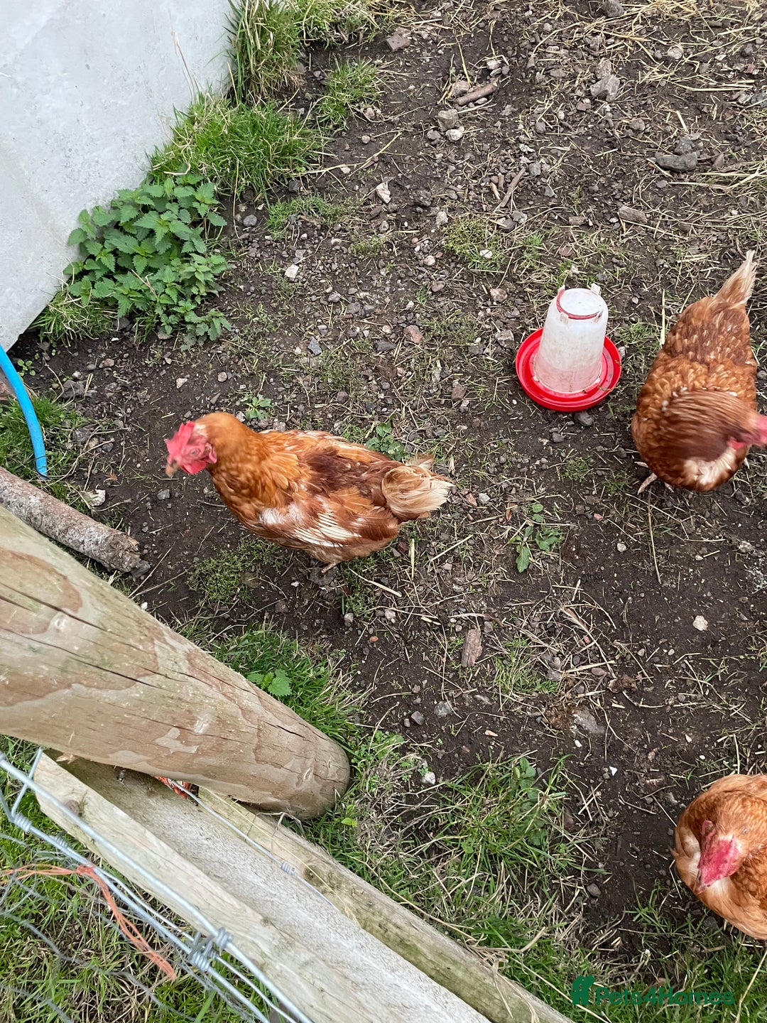 Chickens poultry for sale: 7 Laying Chickens For Sale - Image 4